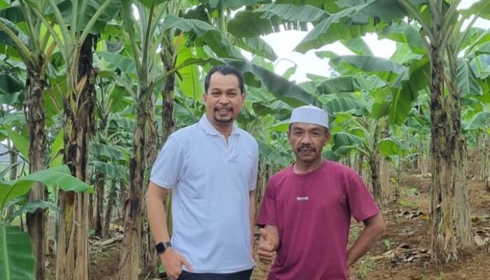 H. Agus Kosasih, Sang Pelopor Pisang Barangan Jumbo Merah dari Kabupaten Bogor